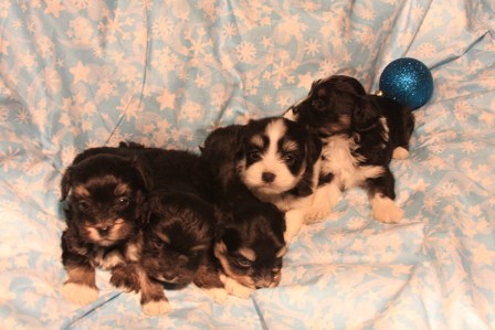 havanese-puppies